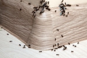Ant Control, Pest Control in Enfield, EN1. Call Now 020 8166 9746