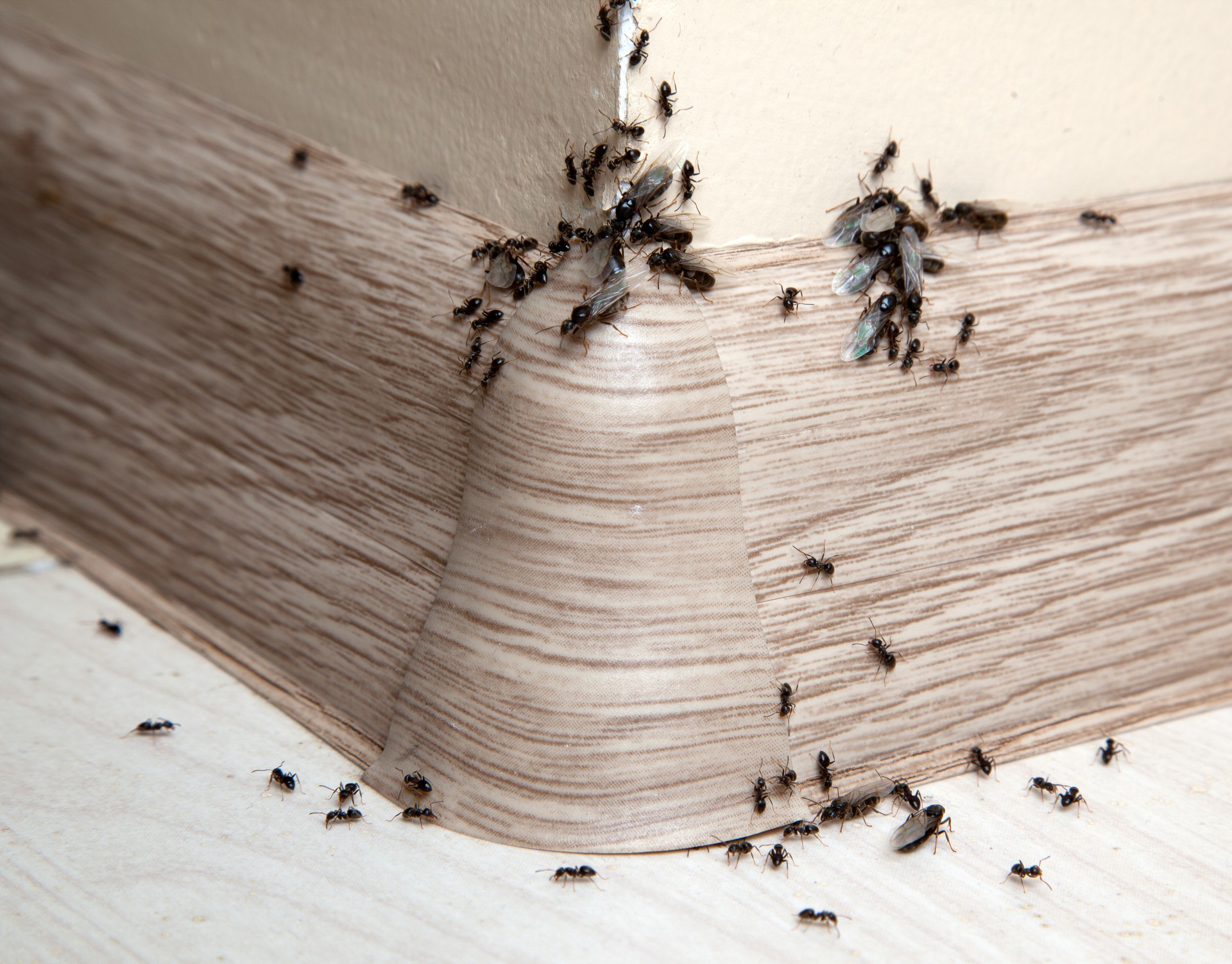 Ant Infestation, Pest Control in Enfield, EN1. Call Now 020 8166 9746