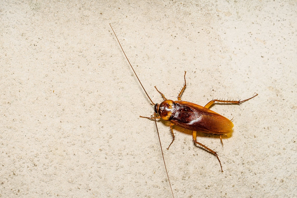 Cockroach Control, Pest Control in Enfield, EN1. Call Now 020 8166 9746