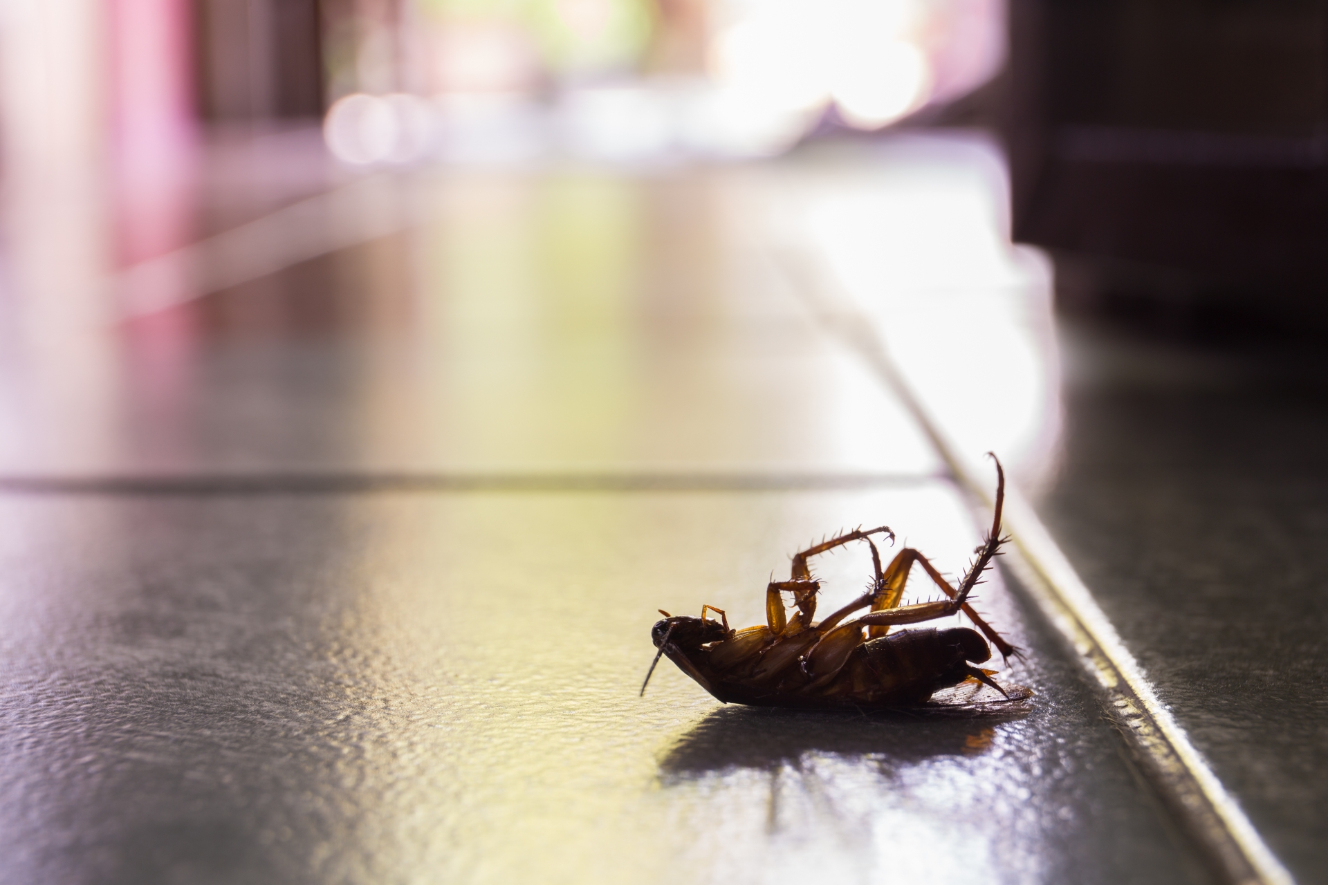 Cockroach Control, Pest Control in Enfield, EN1. Call Now 020 8166 9746