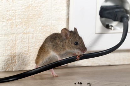 Pest Control in Enfield, EN1. Call Now! 020 8166 9746