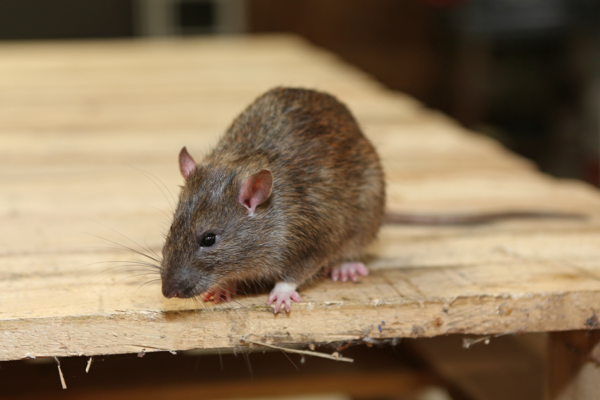 Rat Infestation, Pest Control in Enfield, EN1. Call Now 020 8166 9746
